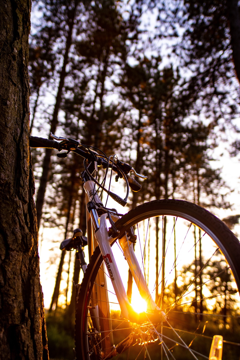 bicycle, land, vegetation, sunlight, glow, flare, hardtail, cycling, plant, outdoors, land vehicle, focus on foreground, mode of transportation, white
