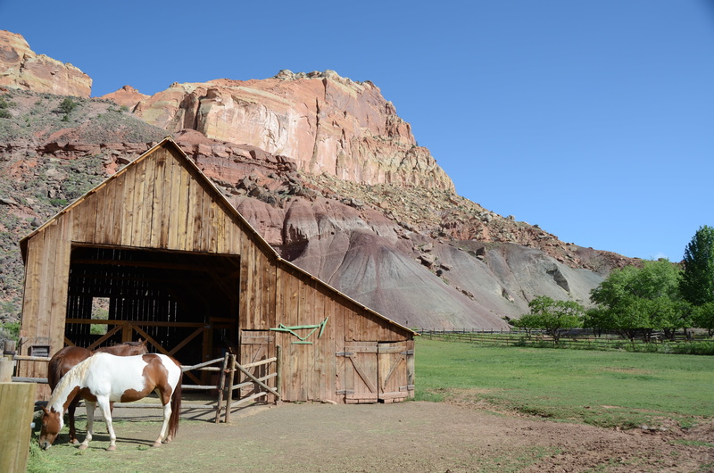 built structure, sky, horse, near, building exterior, the west, national park, plant, ranch, livestock, daytime, domestic, landscape, rural Scene, domestic animals