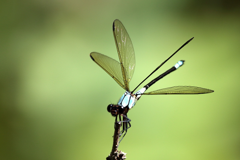 Damselfly, Diphlebia euphoeoides, animal Wing, summer, macro, Canon EOS 7D, dragonfly, Taxonomy, binomial, 2K, Tropical, white, black, Australia, Geo