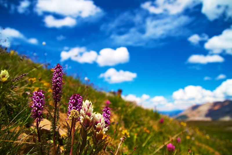 purple, outdoors, aspen  colorado, Gayfeather, tilt, Tilt shift lens, wildflower, landscape, macro, blue, natural, mountain, flower, shift, sky, beauty In Nature