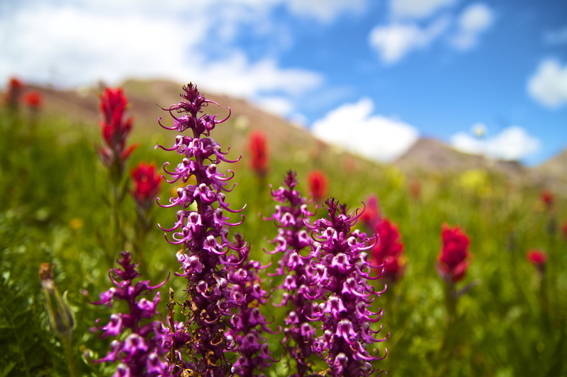 canon  eos  7d, close-up photography, nature, tamron, close, hike, backpacking, summer, flowers, purple, dof, canon 7d, photography, hot  springs, conundrum