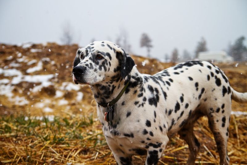 purebred Dog, outdoors, tamron, dog, adult, mammal, canon  eos  7d, 5K, cool, portrait, dalmatian Dog, photography, canine, selective, winter, pets, Pay Attention