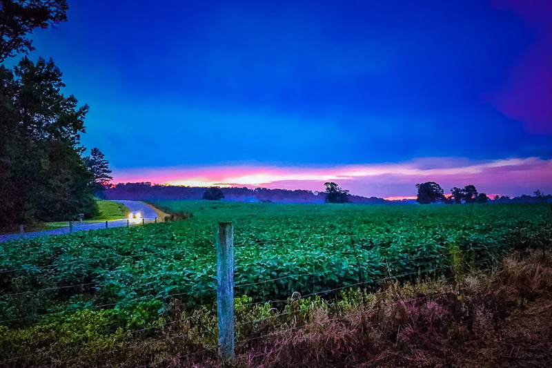 1080P, plant, rural Scene, HDR, green leaf, landscape, sunset, green, farm, crops, field  crop, Snapseed, rural, agriculture, tree, soybean, outdoors