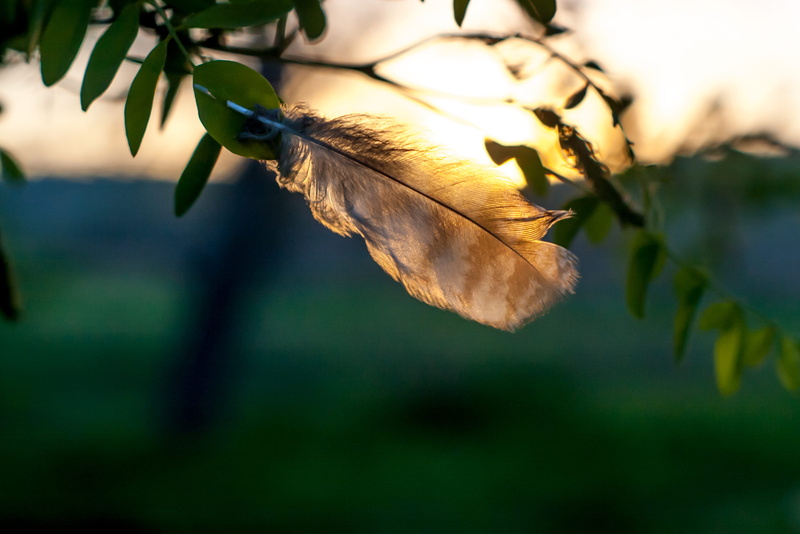 focus on foreground, light, sunset, freshness, day, branch, beauty in nature, plant, leaves, leaf vein, photography, selective, vulnerability, change, tranquility