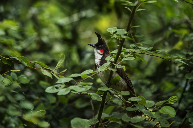 tree, beauty in nature, vertebrate, animal, animal themes, twig, nature, animal wildlife, leaf, growth, selective, feather, zoology, no people, perch, focus