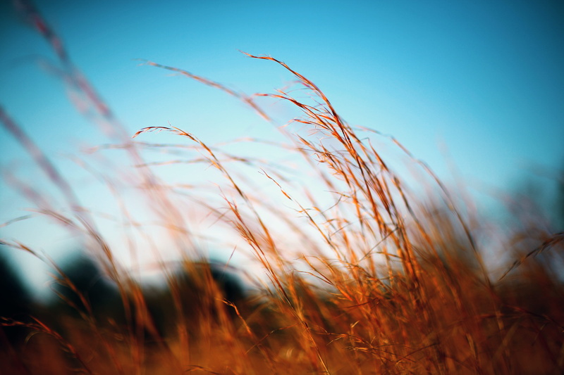 brown, day, grass, sky, wheat, grasses, photography, focus, agriculture, plant, summer, timothy grass, selective, photo, cereal plant, sun, wheath, field