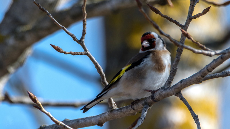 photography, european goldfinch, small, a lone, bird, tree, 2K, focus, animal wildlife, full length, one animal, black, singer, day, brown, selective focus