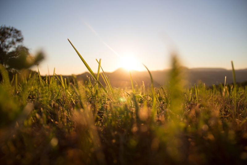 cereals, of course, morning, grass, rush, plant, shallow, sunshine, field, grasses, atmospheric, pasture, sun, sunlight, meadow, 5K, tranquil scene, blade of grass