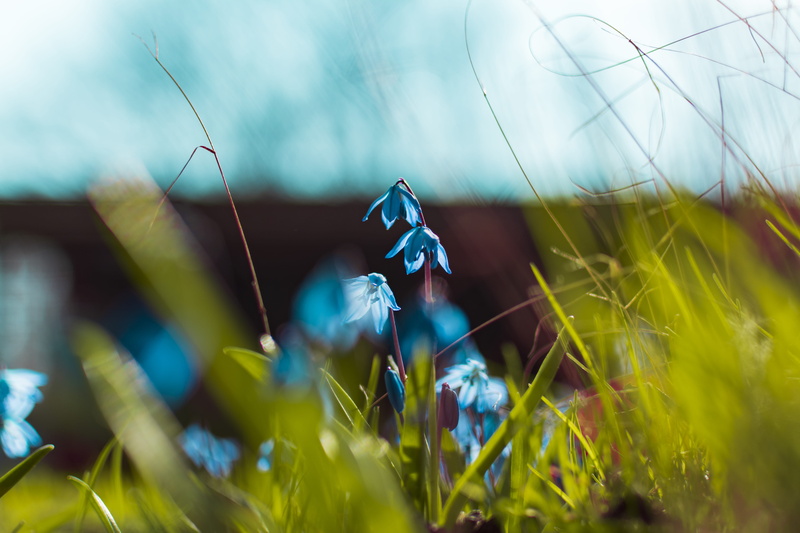 beauty in nature, beautiful, cloud - sky, outdoors, petaled, blossom, green color, grass, landscape, wildflower, summer, flora, land, focus, meadow, plant