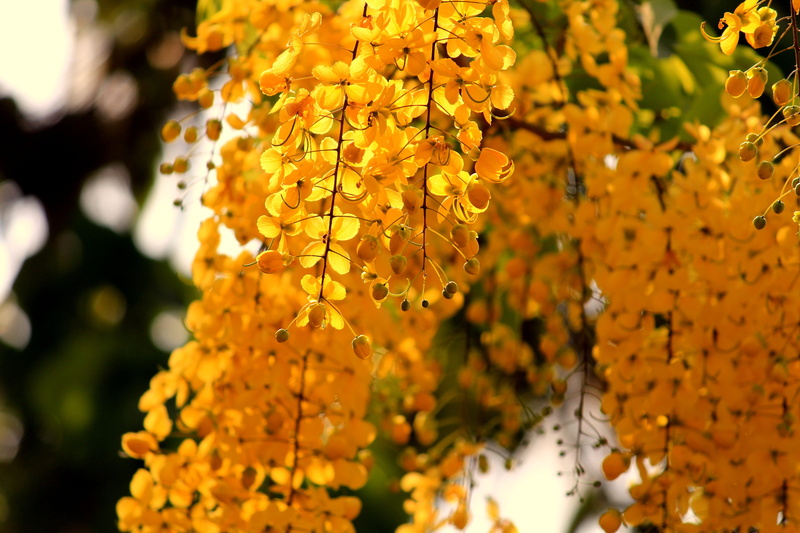 bright, selective focus, sun, foliage, botany, orange color, petal, nature, blur, leaf, tree, yellow, close-up, fragility, leaves, no people, vulnerability