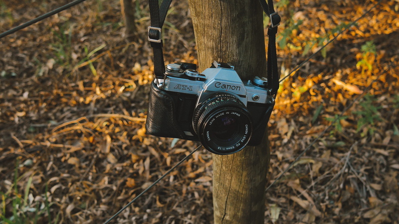 focus, post, digital camera, black, land, trunk, photographic equipment, strap, technology, camera, ground, no people, fence, canon, gray, hanged, autumn