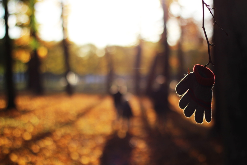plant, focus, selective, change, outdoors, focus on foreground, blur, bright, day, fall, hanging, tilt, sky, concept, lens, photography, arts culture and entertainment