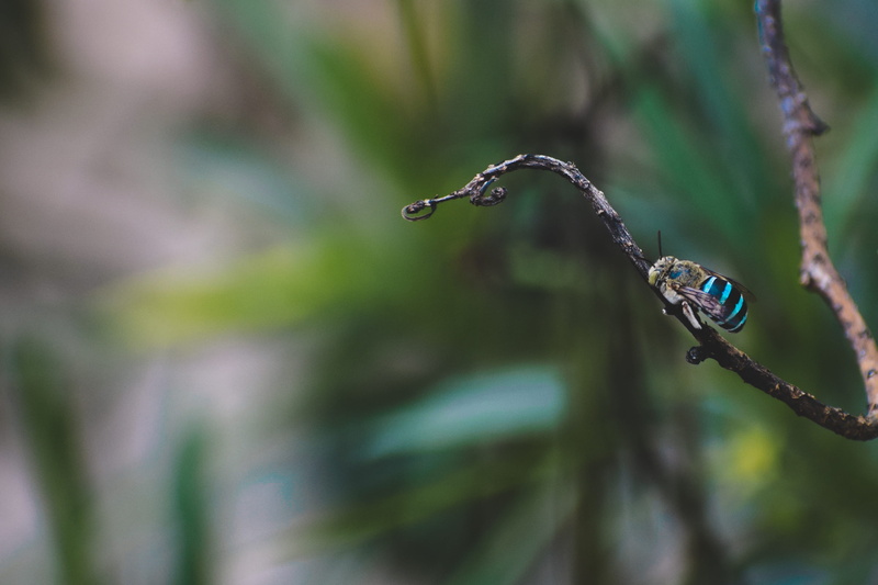 animal themes, day, one animal, plant, bug, insect, bird, focus on foreground, nature, water, photography, animal wildlife, shallow, vertebrate, close-up