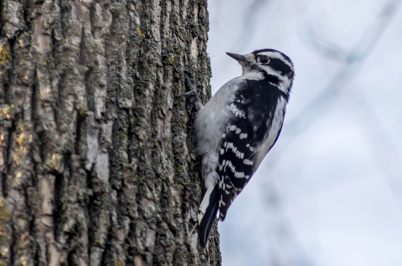 branch, selective, outdoors, woodpecker, focus, white woodpecker, tree trunk, Carpentersville, Tamron, Dam, photography, nature, white, Downey, beak, tree