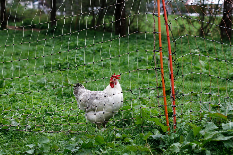 chicken run, animal, bio, happy hens, 5K, domestic, livestock, permaculture, range, grass, day, running, poultry, vertebrate, chicken, animal world, agriculture