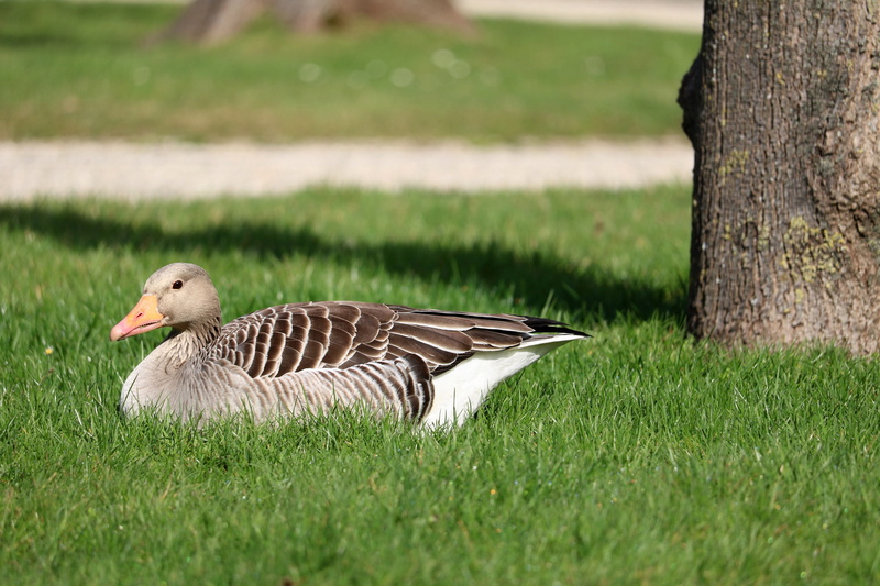 summer, dormant, vertebrate, gosling, bird water, grass, goose meadow, close up, geese, riverside, park, aquatic animals, animal wildlife, nature, bird