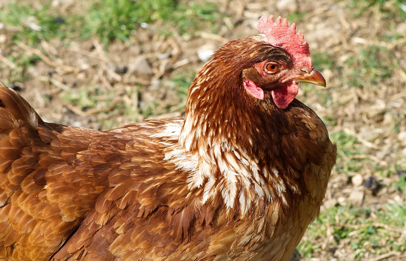 livestock, chicken, domestic, male animal, mammal, plumage, focus on foreground, no people, poultry, domestic animals, vertebrate, hen, close-up, chicken - bird