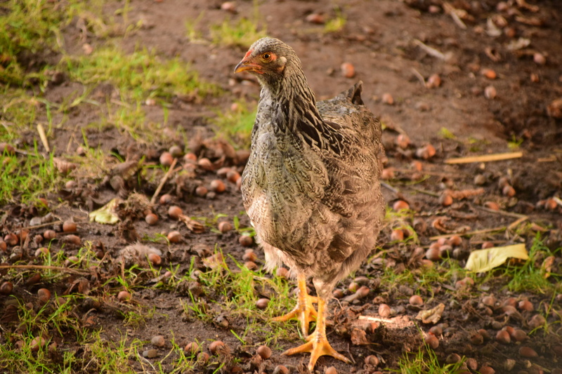 animal themes, close-up, poultry, barn, young bird, vertebrate, running fowl, one animal, animal, curious, land, day, 5K, grass, farm, range, animal wildlife
