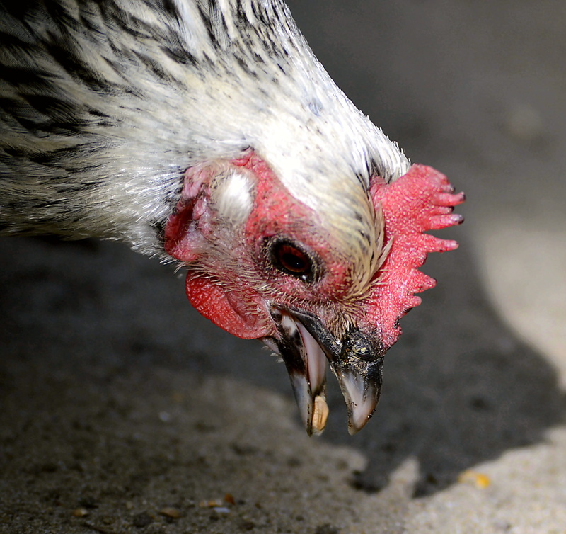 close, close-up, day, 1080P, animal portrait, nature, vertebrate, peck, animal wildlife, animals in the wild, mammal, red, chicken, female, animal themes