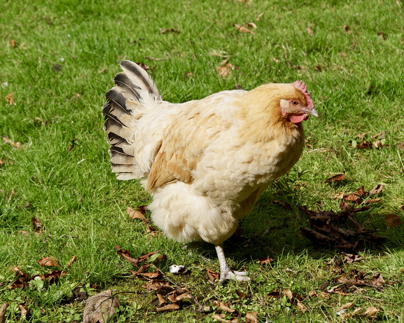 running, no people, mammal, agriculture, green color, mouth open, country life, range, pets, poultry, animal world, chicken, field, animal themes, land