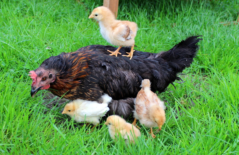 chick, plumage, black, chicks, out, pets, land, plant, field, poultry, domestic animals, livestock, 2K, nature, domestic, protect, no people, mother hen