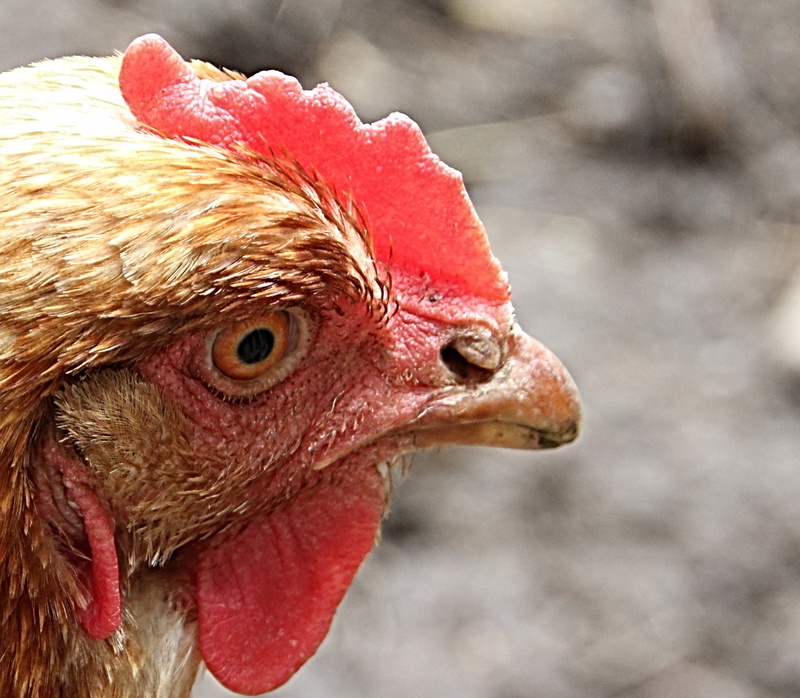 outdoors, animal, of course, beak, hen, close-up, day, poultry, nature, vertebrate, animal world, animal head, head, chicken, animal portrait, mammal, animal themes