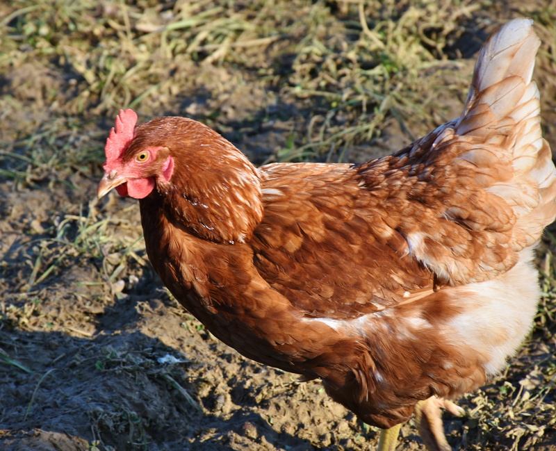 pinnate, no people, comb, mammal, pets, nature, portrait, brown, bio, range, chicken, chicken - bird, 4K, head, vertebrate, agriculture, livestock, animal world