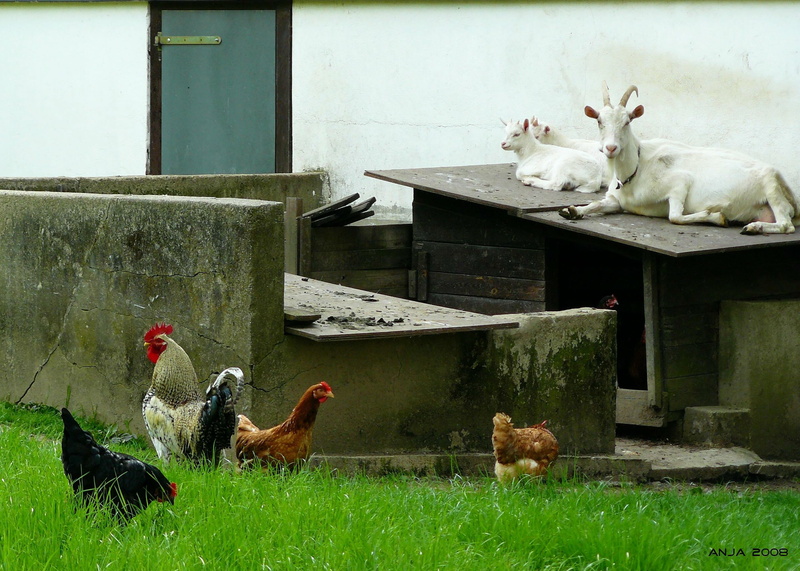 stabling, range, mammal, goat, hen, hahn, pets, chicken, farm, outdoor, bock, hof, three animals, goatee, architecture, chickens, poultry, animal, group of animals