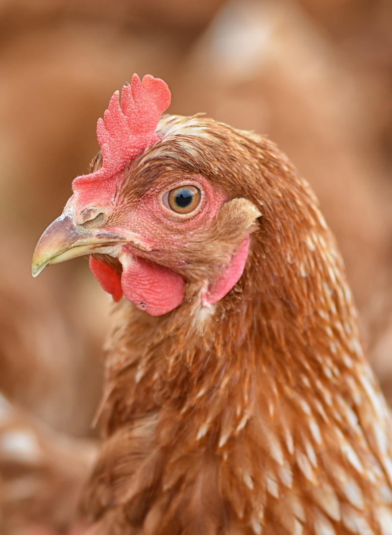 mammal, portrait, chicken - bird, animal, vertebrate, country life, feather, bird, profile view, rooster, animal head, bill, animal body part, close-up