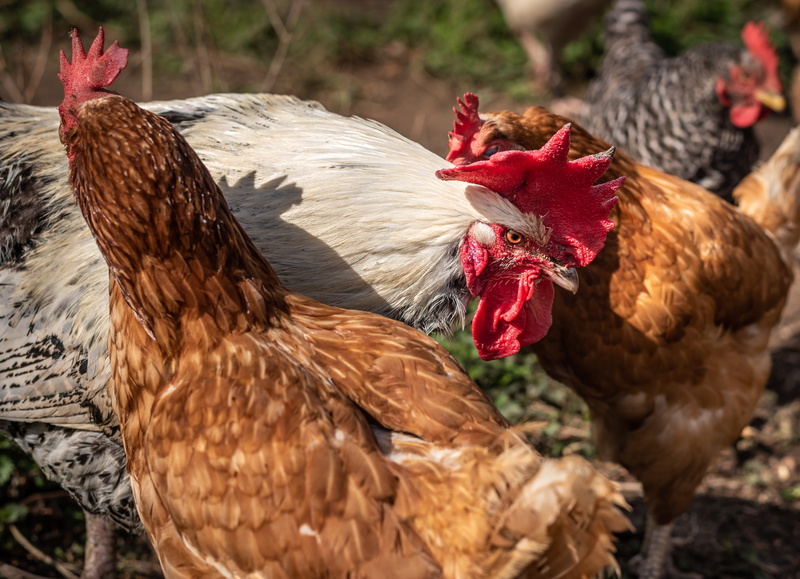 no people, country life, day, outdoors, close-up, 5K, domestic animals, rooster, male animal, group of animals, outdoor, nature, vertebrate, domestic