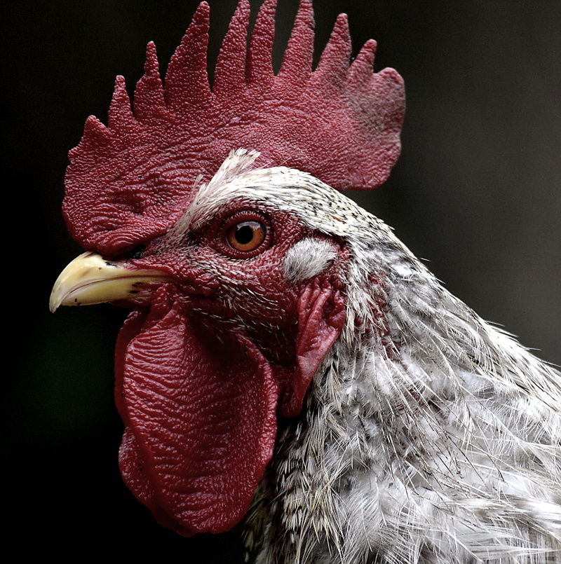 red ridge, throat sack, chicken - bird, gockel, pride, white, animal head, livestock, close-up, country life, cockerel, wildlife photography, hahn, vertebrate