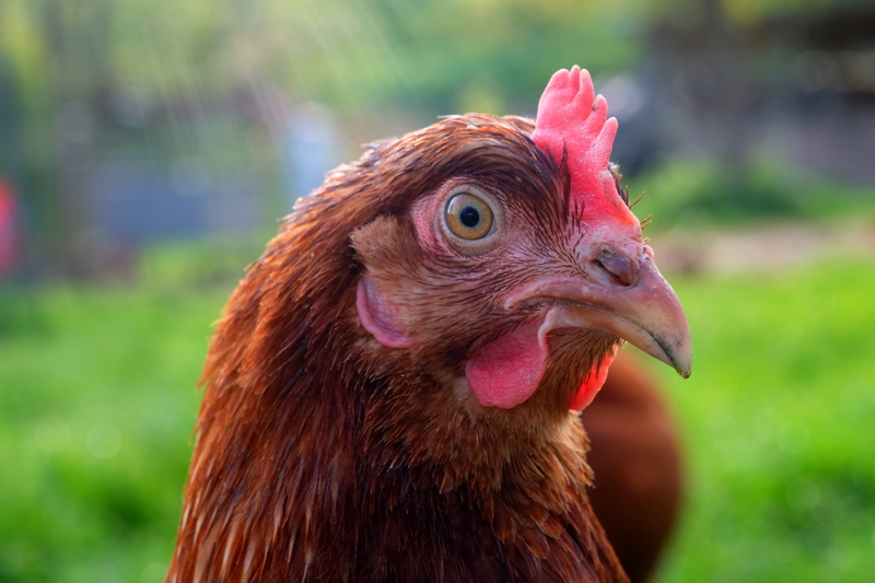 pride, hen, portrait, chicken, animal world, outdoors, chicken run, chicken head, brown, fur, domestic, sunbeam, running, male animal, close-up, 5K, close