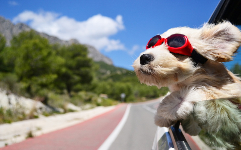 car, Dog, 2K, road, coated, short, sunglasses, brown, wind