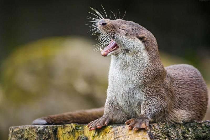 4K, funny, cute animals, otter