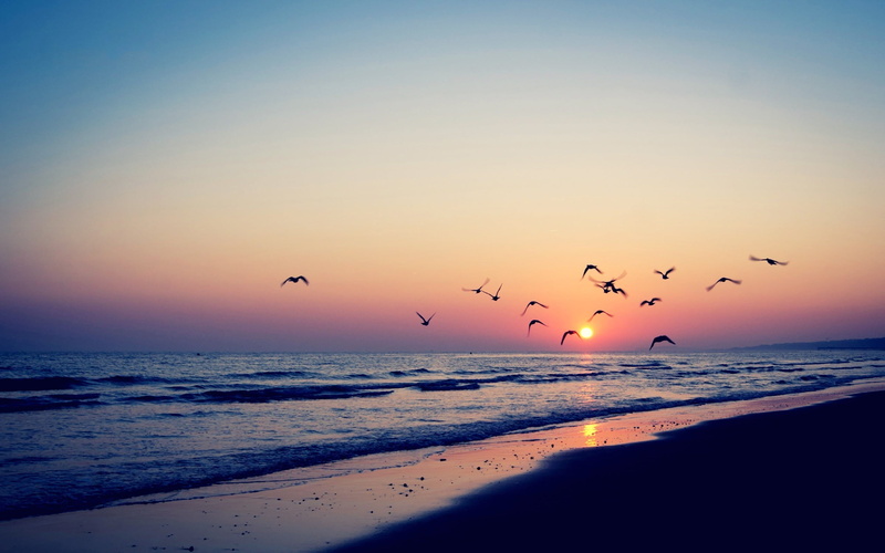 large group of animals, vertebrate, flock of birds, water, horizon over water, beach, animal themes, no people, seagull, sea, bird, animals in the wild
