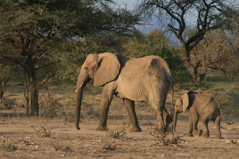 baby elephant, plant, bird, kenya, ground, elephant calf, 4K, animal, no people, safari, elephant, animals in the wild, vertebrate, waterfowl, outdoors