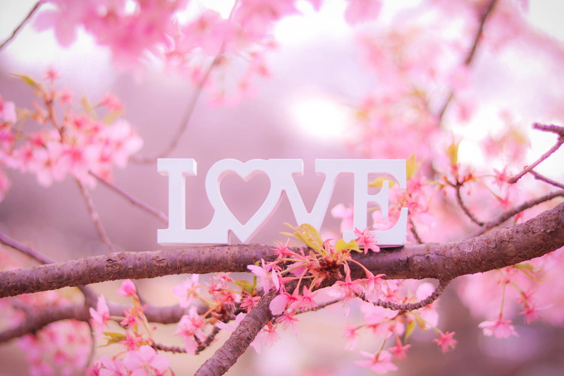 pink, cutout, close-up, photography, blossom, LOVE, white, pink Color, season, cherry tree, japan, fragility, nature, day, text, freshness, outdoors, petal