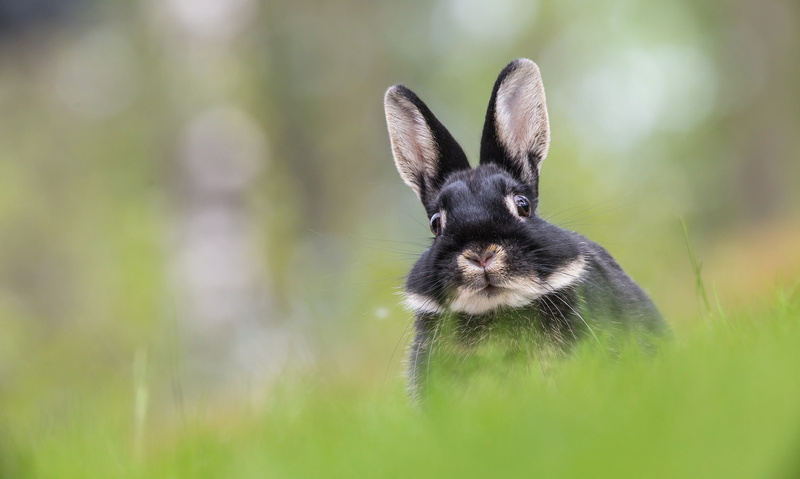 bunny ears, ears, muzzle, 1080P, bunny