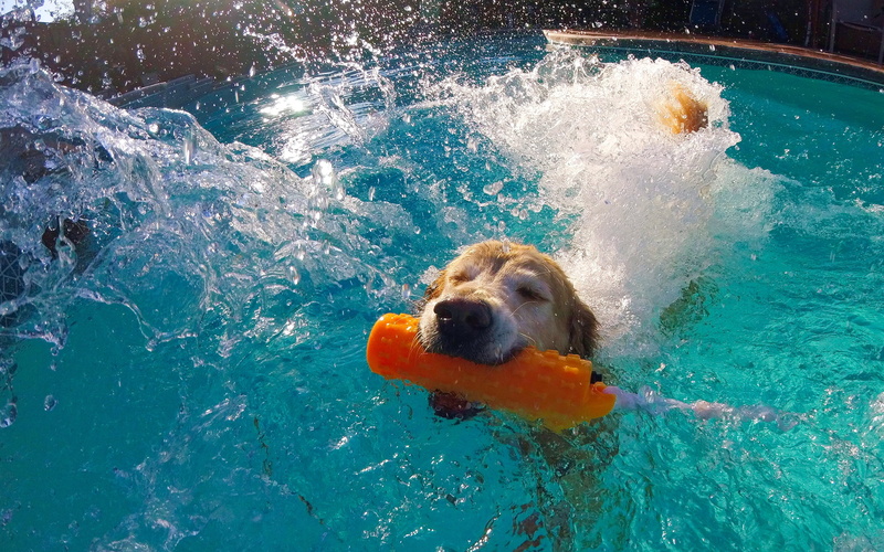day, motion, dog, water, no people, domestic animals, splashing, waterfront, 2K, mammal, san francisco, swimming, united states, domestic, dog swimming