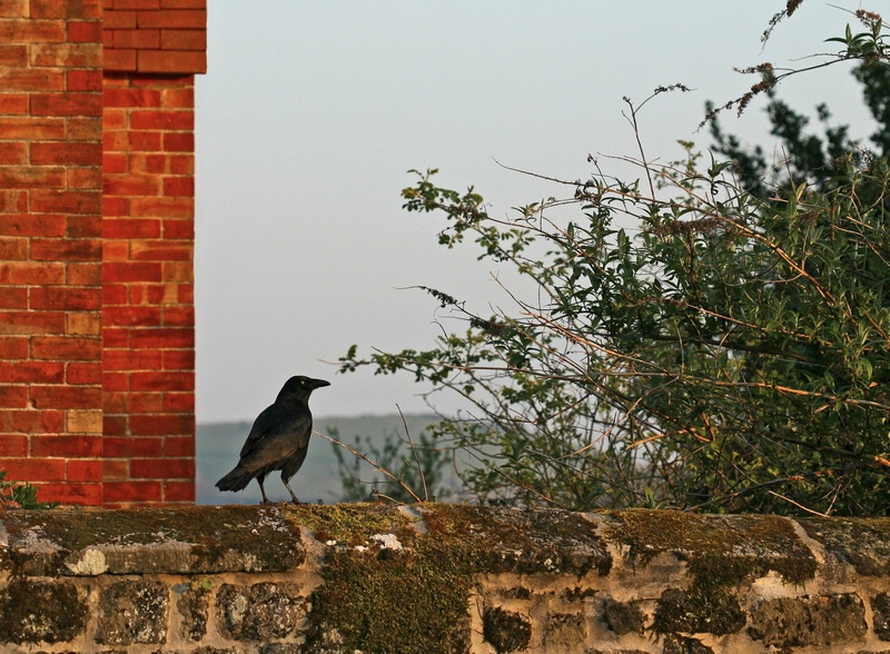 vertebrate, one animal, shrug, raven, 1080P, animal themes, tree, wall, red, no people, animal wildlife, one, single, outdoors, day, nature, animals in the wild