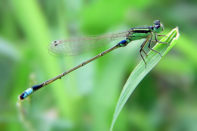 Apple green, India, IMG, Aurora, Coenagrionidae, Odonata, macro, Arthropoda, green leaf, Zygoptera, leaf, Pterygota, Animalia, green, close-up, SKAN, Damselfly