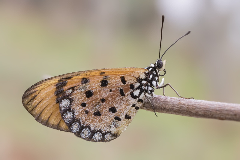 Nymphalidae, Neoptera, arian, Andhra Pradesh, Bombycina, Animalia, multi Colored, macro, Arthropoda, macro photography, Pterygota, India, Farmhouse, insect