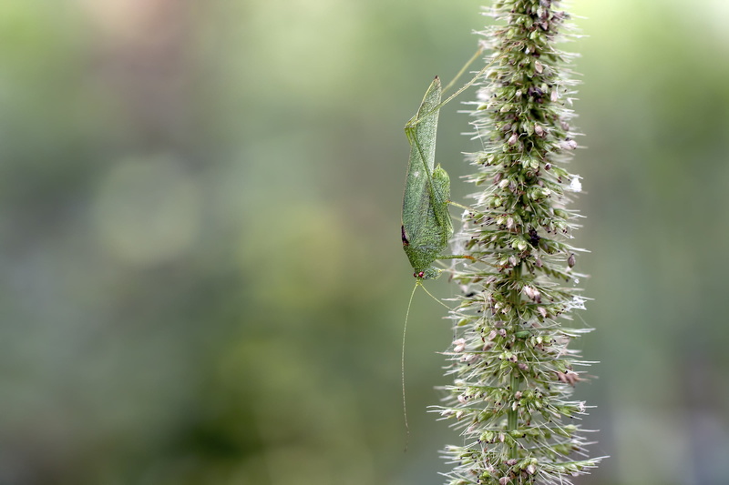 animal, flower, Andhra Pradesh, Tettigonioidea, green, plant, white, focus, arian, Nellore, Long-horned grasshopper, Hexapoda, Pterygota, close, nature