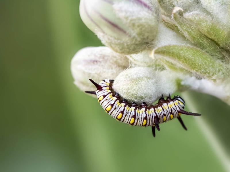 Pterygota, Extension tube, Caterpillar, Glossata, macro, 1080P, Danaini, Farmhouse, Panorpida, IMG, Cossina, photography, Ditrysia, Nymphalidae, close-up