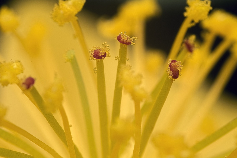 Saravana, Malvoideae, closeup photography, pollen, suresh, close-up, Reverse, macro, springtime, NW-C, nature, red, T.Nagar, closeup, Street, India, Chennai