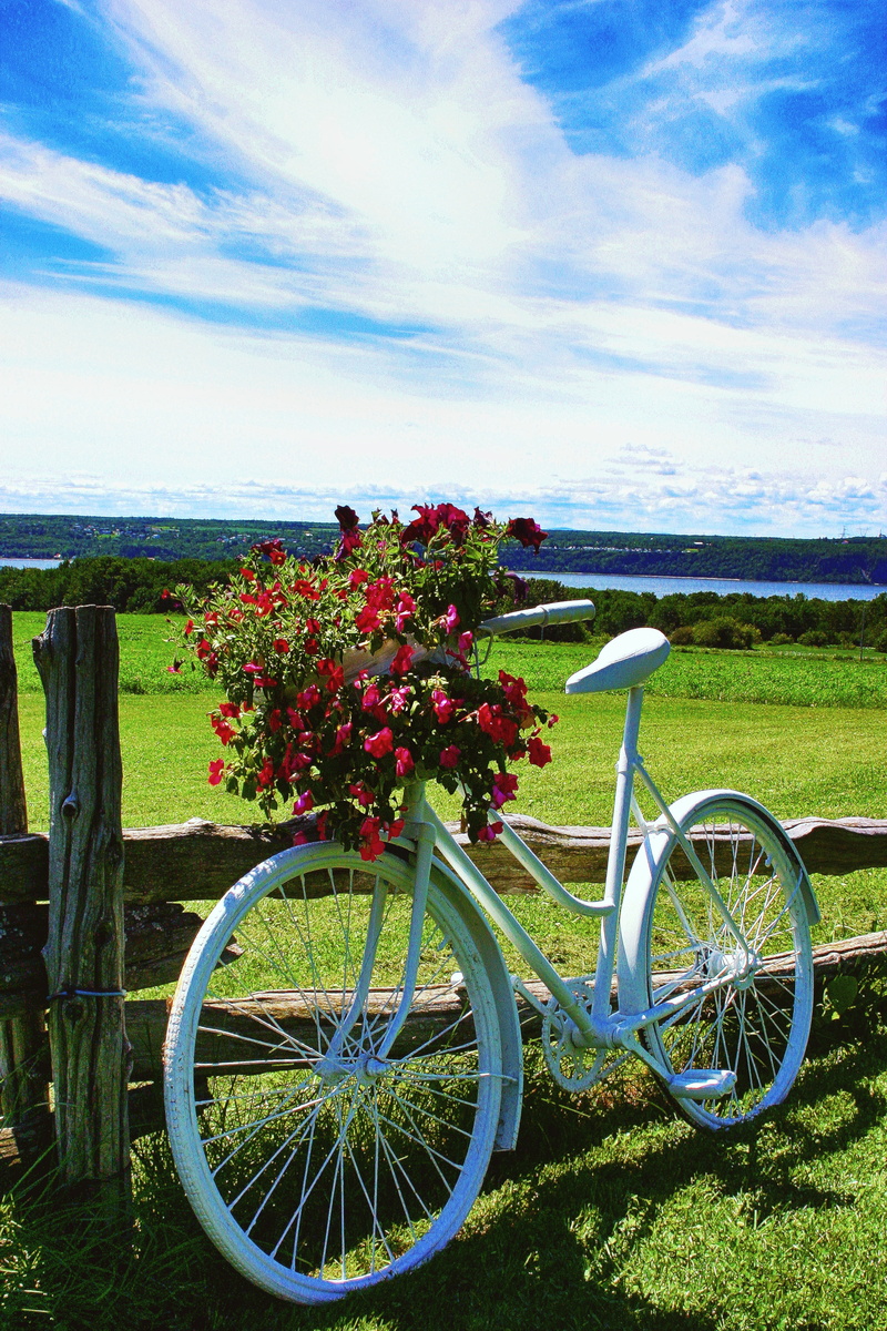 scenics - nature, sky, fields, landscape, nature, water, wheel, basket, bicycle, tranquility, flower, flowering plant, outdoors, 5K, bouquet, day, sea