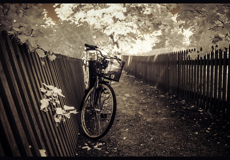 boundary, transportation, bicycle, bicycle basket, nature, tree, day, mode of transportation, travel, fence, stationary, outdoors, auto post production filter