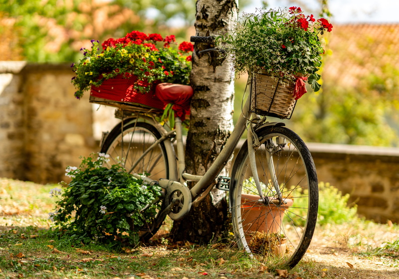 tree, growth, flowering plant, decoration, land vehicle, plant, bicycle tour, transport, decorate, cycle, nature, transportation, focus on foreground, flowers