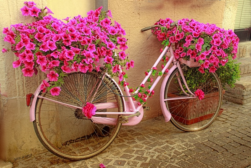 pink, photography, bouquet, 1080P, rack, stationary, flowers, pink color, planting, bunch of flowers, mode of transportation, flower, fragility, day, the giro ditalia