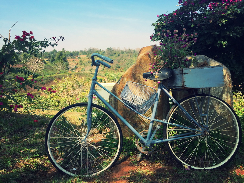 summer, tree, cycling, mode of transportation, bicycle, flower, non-Urban Scene, mode of Transport, flowers, bike, nature, gear, obsolete, cycle, grass